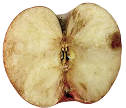 りんご腐敗進行イメージ：Before